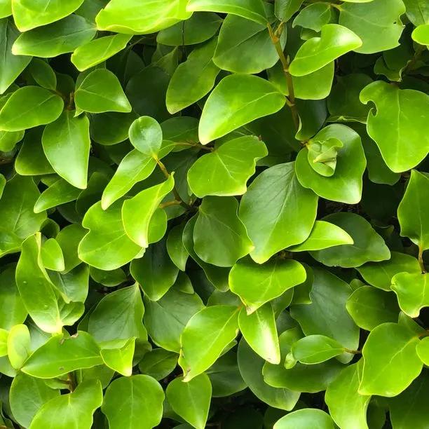 New Zealand Privet Hedge Plants (Griselinia littoralis) 1